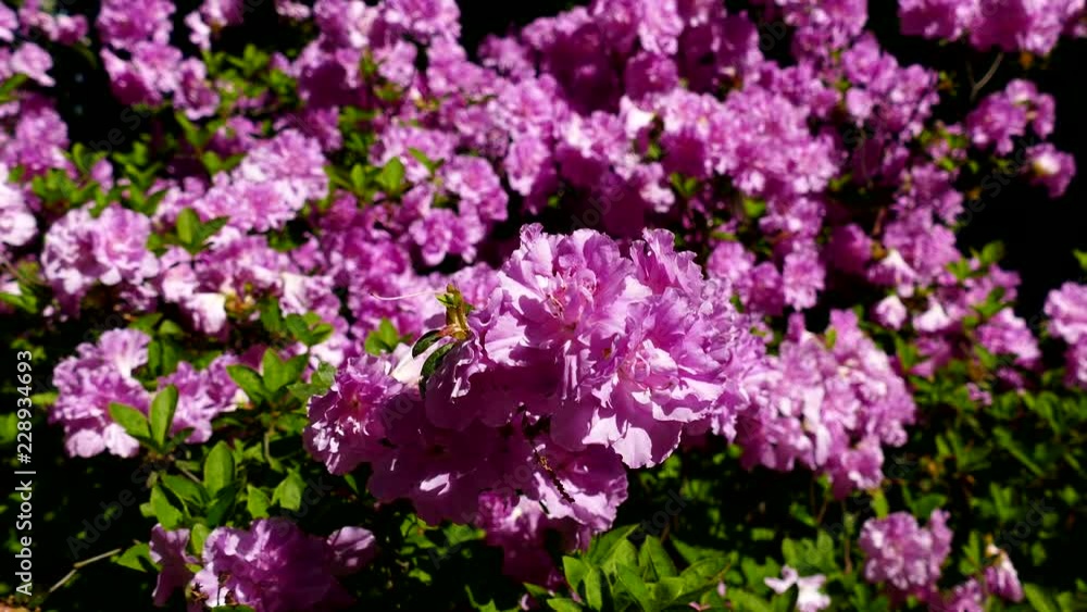 March Flowers in Virginia March Flowers in Virginia