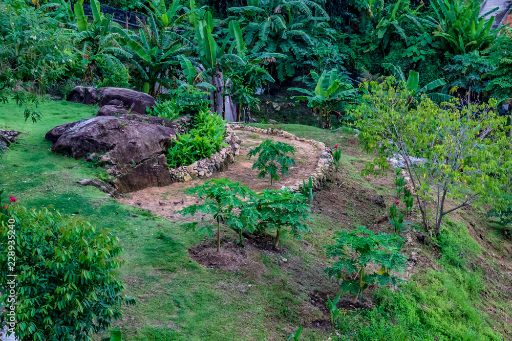 A beautiful tropical green space with tiered grass levels and fruit trees.