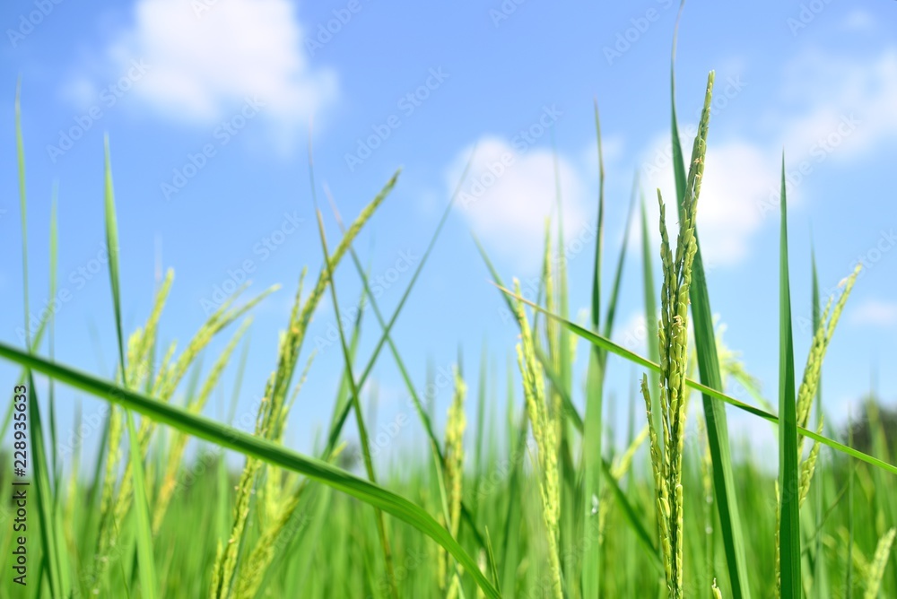 green rice in nature on blue sky landscape green rice in nature on blue sky landscape