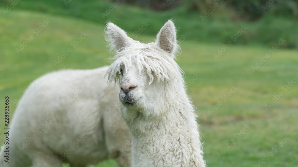 White funny Lama alpaca in New Zealand