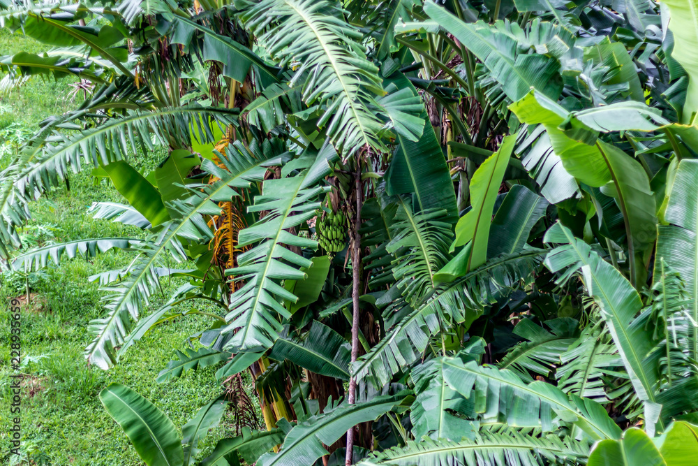 Looking down at a banana tree with a bunch of green bananas under the main leaf, Phuket Thailand