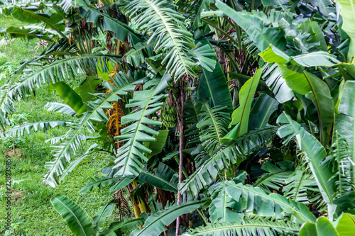 Obraz na płótnie Looking down at a banana tree with a bunch of green bananas under the main leaf, Phuket Thailand w salonie