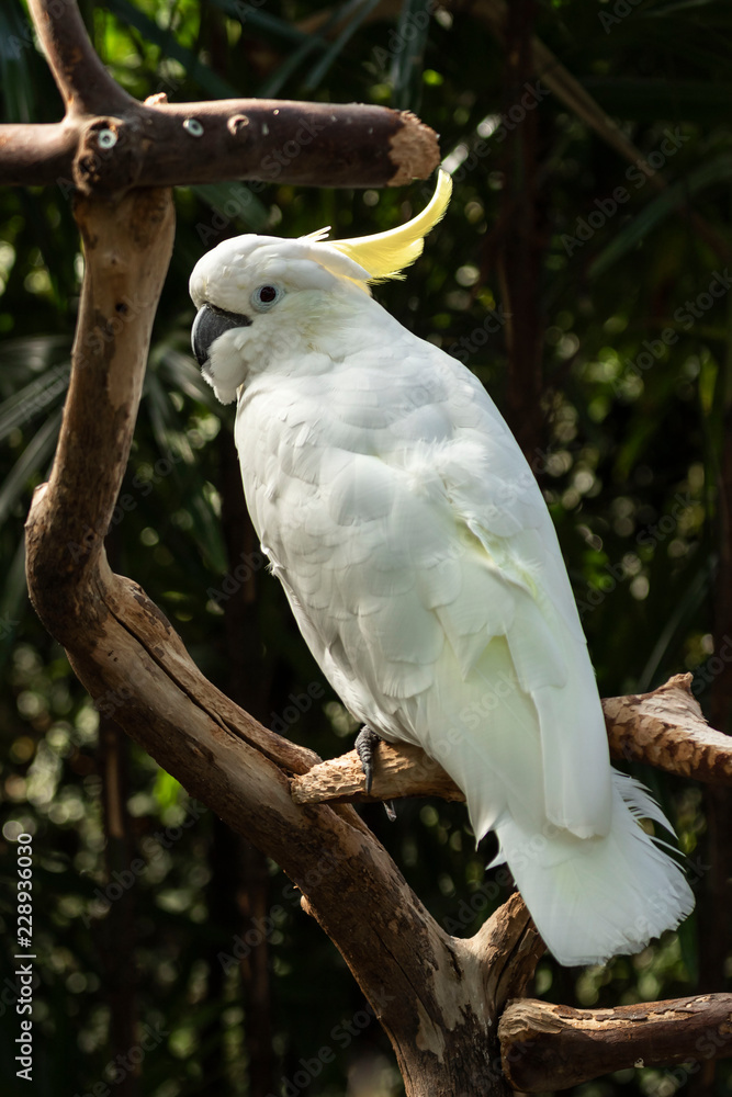 cacatua galerita - greater sulfur crested cockatoo - vertical cacatua galerita - greater sulfur crested cockatoo - vertical