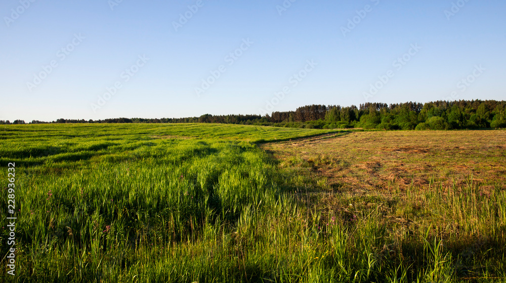 Fototapeta premium landscape field