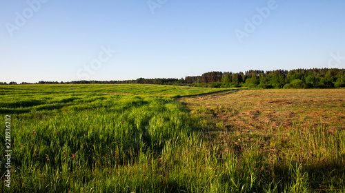 landscape field