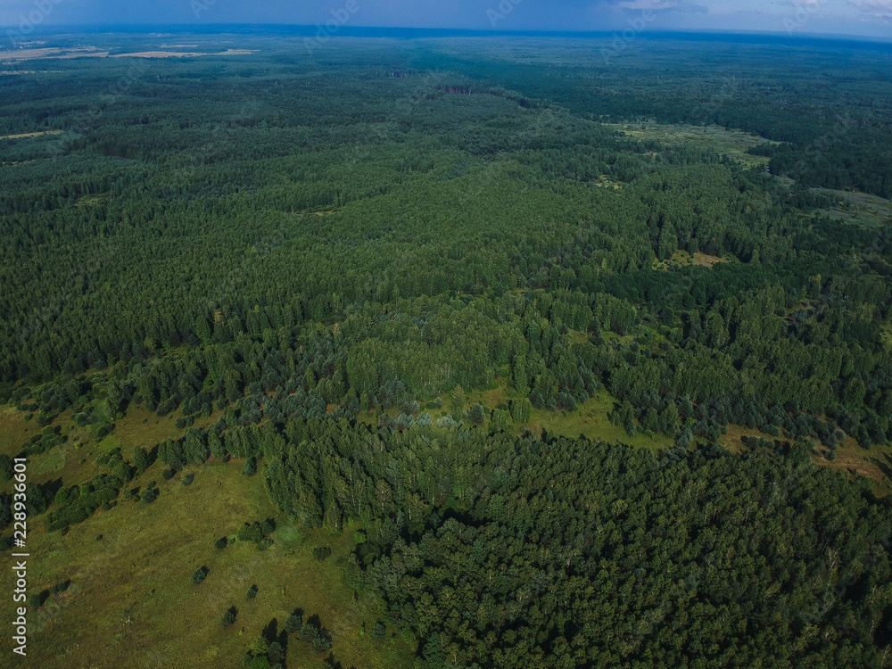 Huge forest from the height of summer