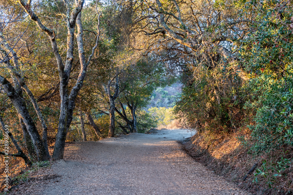 Tree tunnel along Water Dog Lake Trail, Belmont, California Stock Photo