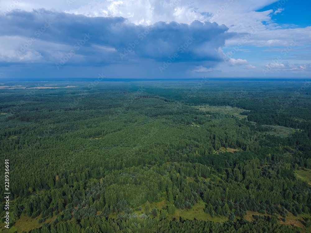 Huge forest from the height of summer