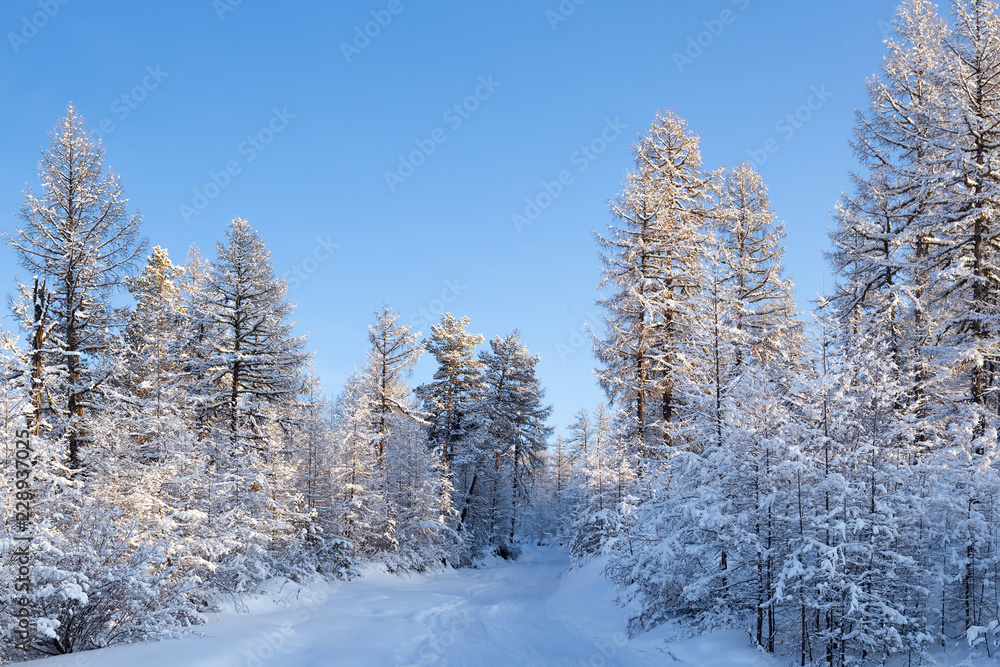 Fototapeta premium Frosty day in the winter forest