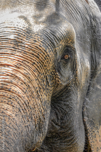 Close up portrait of a huge big old asian elephant with soft focus