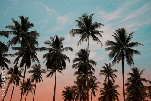 Coconut palm trees - Tropical summer breeze holiday, Vintage tone effect © pla2na
