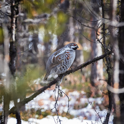 Photography Hazel grouse in winter  forest