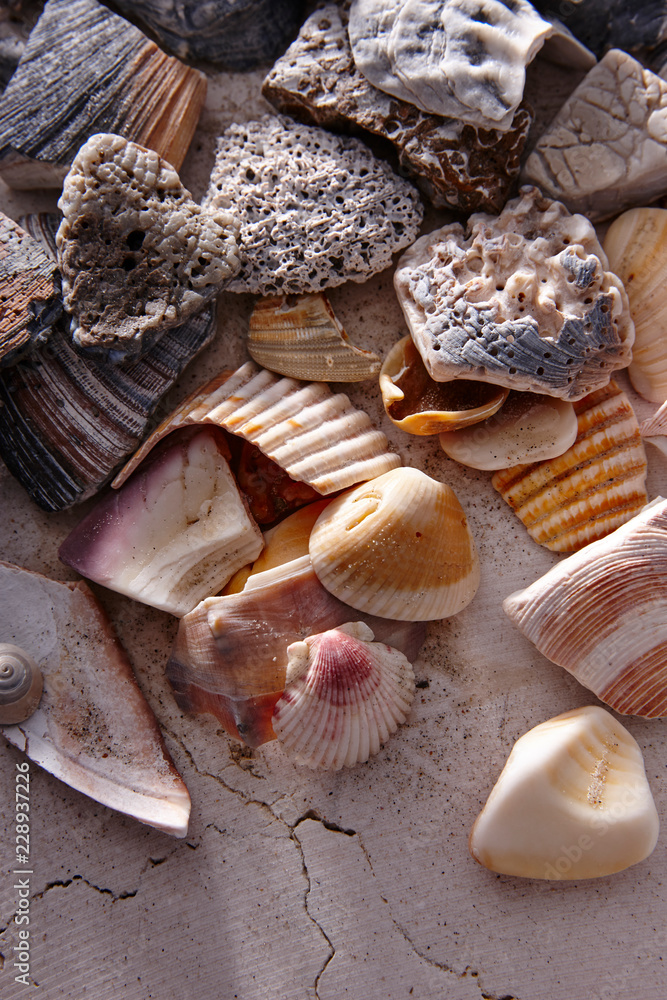 Beach Shells