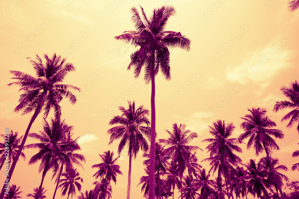Coconut palm trees in sunny day - Tropical aloha summer breeze holiday vacation concept, Color tone effect