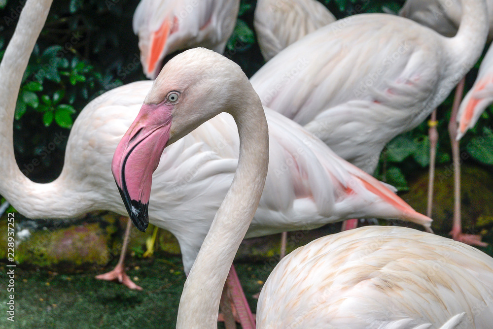 Naklejka premium White and pinky Greater Flamingos