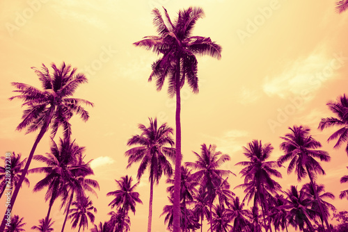 Coconut palm trees in sunny day - Tropical aloha summer breeze holiday vacation concept  Color tone effect