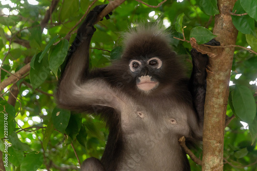 Male dusky leaf monkey sitting on a tree branch in the rainforest of Malaysia. Selective focus