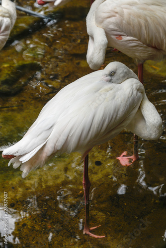 White and pinky Greater Flamingos