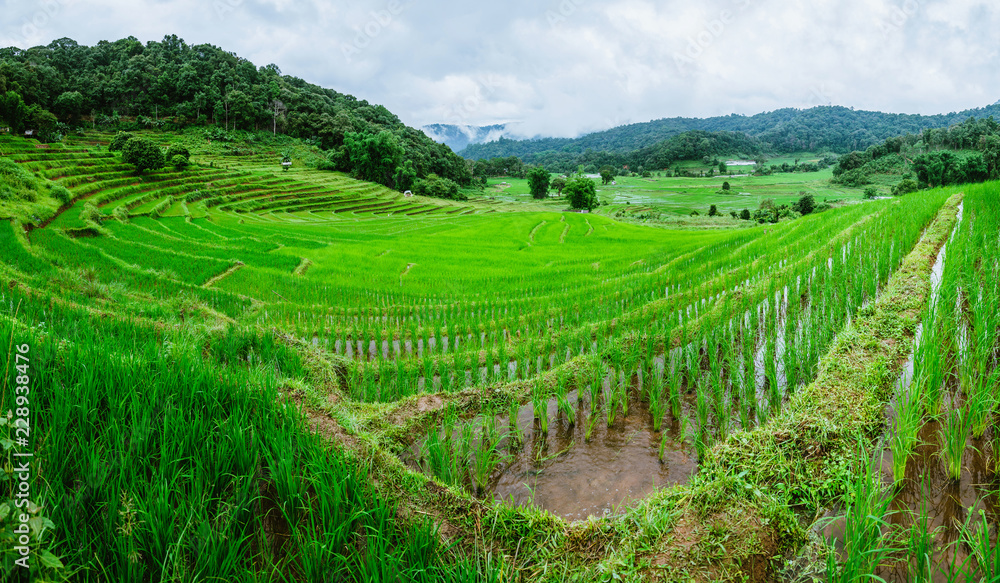 Travel Rainy Season landscape of rice field at  Phamon Bamboo Pink House Chiangmai Thailand.