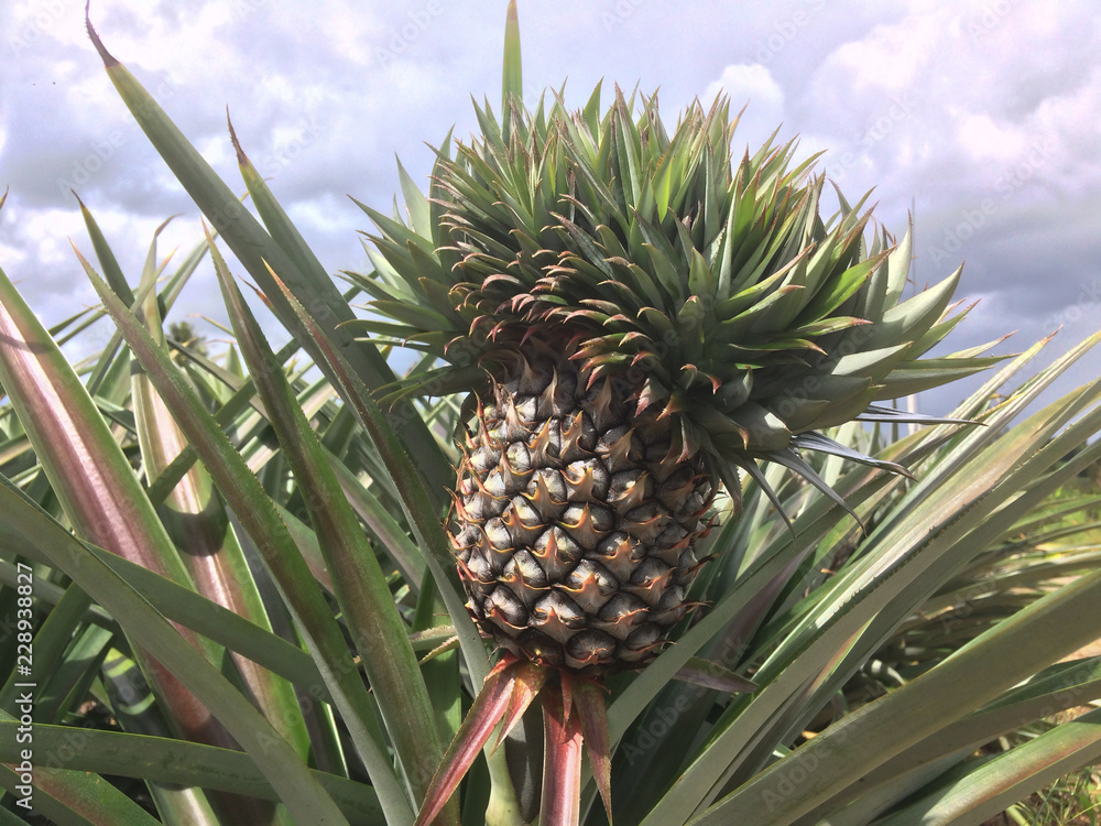 Pineapple in the garden with clouds and bright sky. Pineapple in the garden with clouds and bright sky.