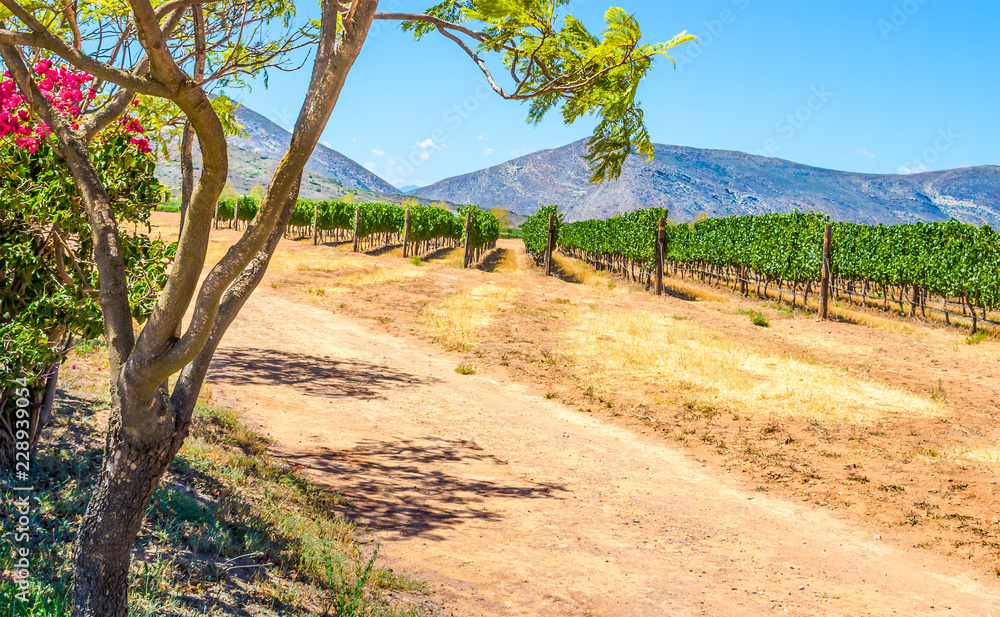 Grape vine rows in a vineyard on a very hot summers day in Western Cape South Africa Grape vine rows in a vineyard on a very hot summers day in Western Cape South Africa