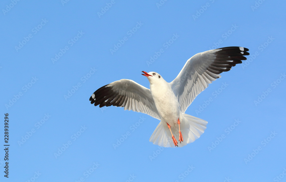Seagull flying in the blue sky. Seagull flying in the blue sky.
