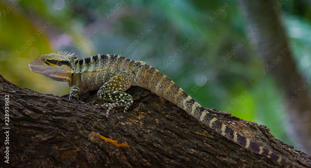 Lizard Hiding Lizard Hiding