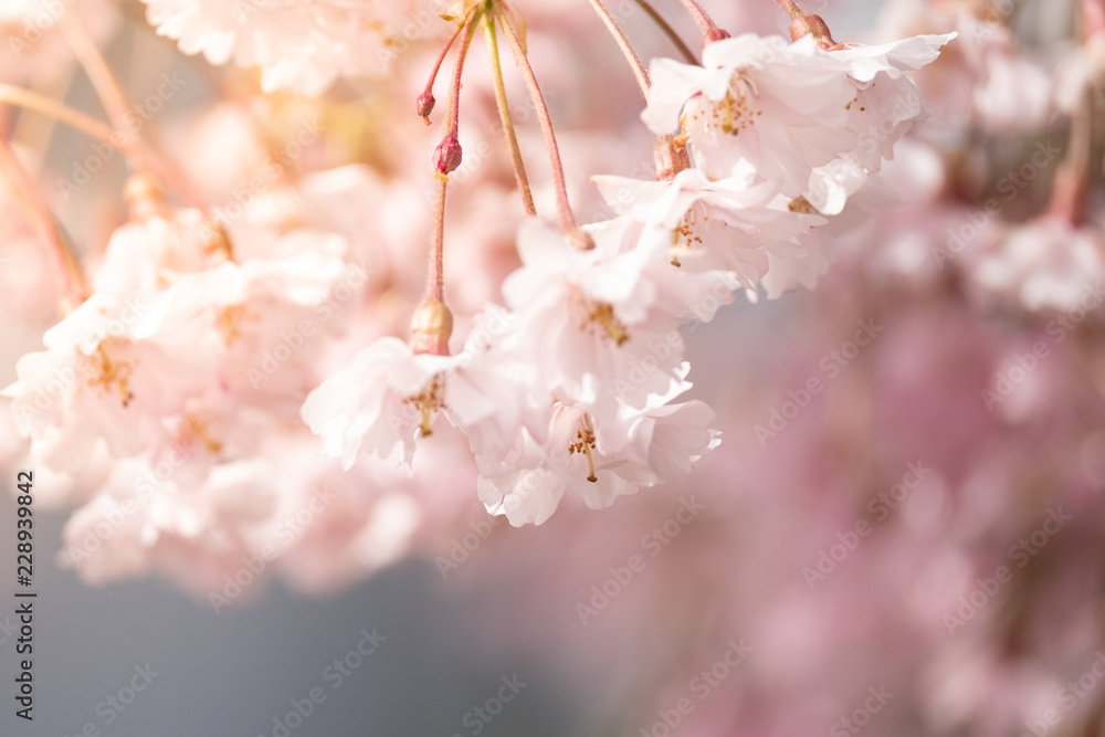 Beautiful cherry blossom or sakura in spring time over sky. Kawakuchiko, Japan.