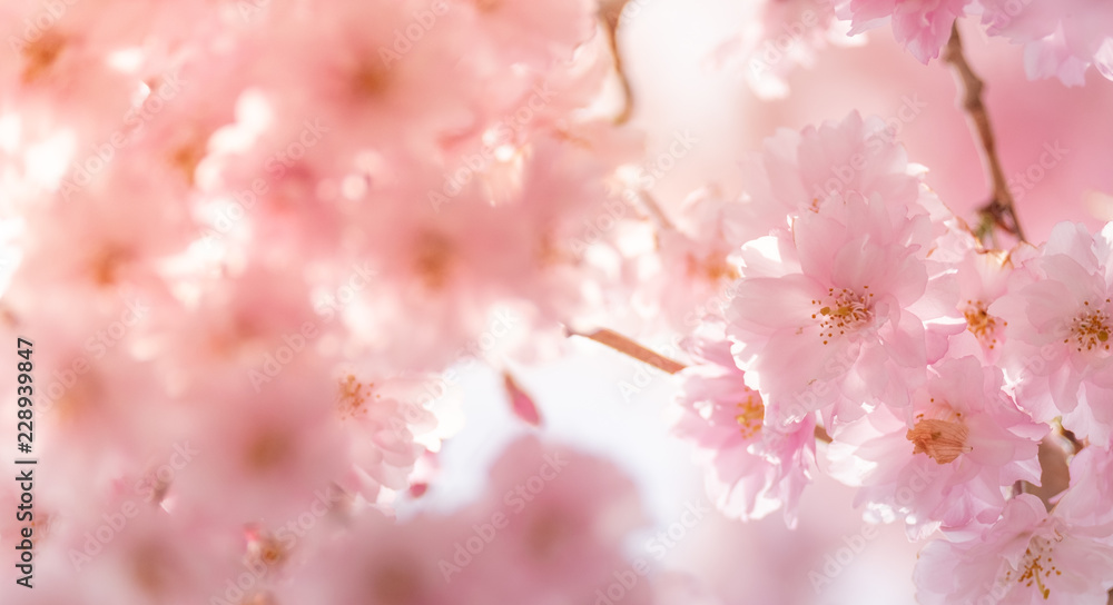 Beautiful cherry blossom or sakura in spring time over sky. Kawakuchiko, Japan. Beautiful cherry blossom or sakura in spring time over sky. Kawakuchiko, Japan.