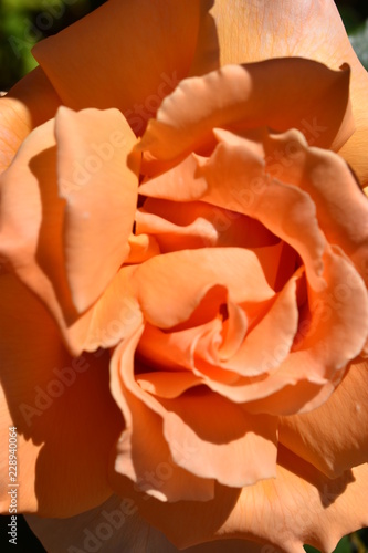 Peach Of A Rose