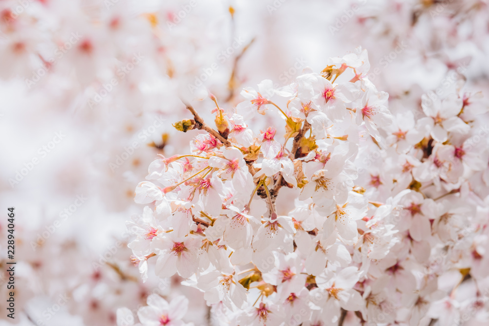 Beautiful cherry blossom or sakura in spring time over sky. Kawakuchiko, Japan. Beautiful cherry blossom or sakura in spring time over sky. Kawakuchiko, Japan.