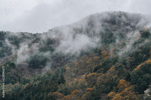 Forested mountain slope in low lying cloud in the autumn season at kawaguchiko, Japan. Mist in a scenic landscape view