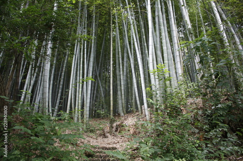 japanese forest