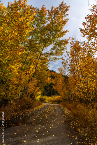 A Beautiful Autumn Drive in the Colorado Mountains with Gold Aspen Trees © Kerry Hargrove