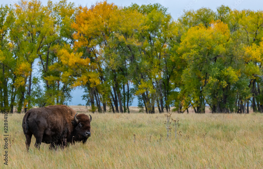 A Bison Grazing on the Prairie with Fall Colors in the Background