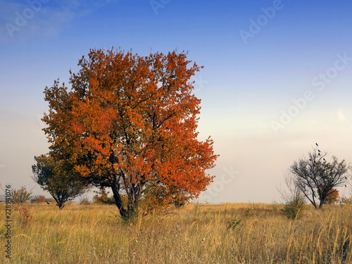 Red autumn maple tree