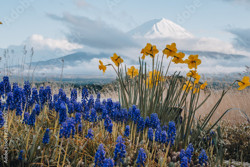 the flower and grass with fuji mountain at Oishi Park, Kawaguchiko, yamanachi, japan photo