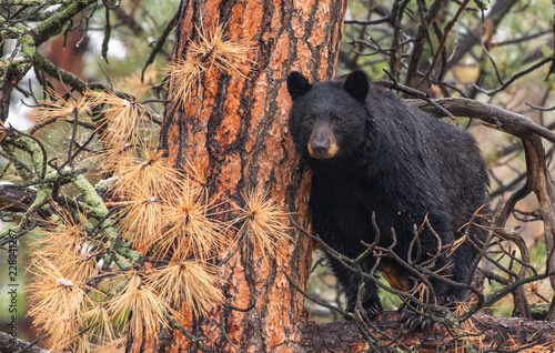 Konstfotografi A Large Mother Black Bear Sow In a Tree