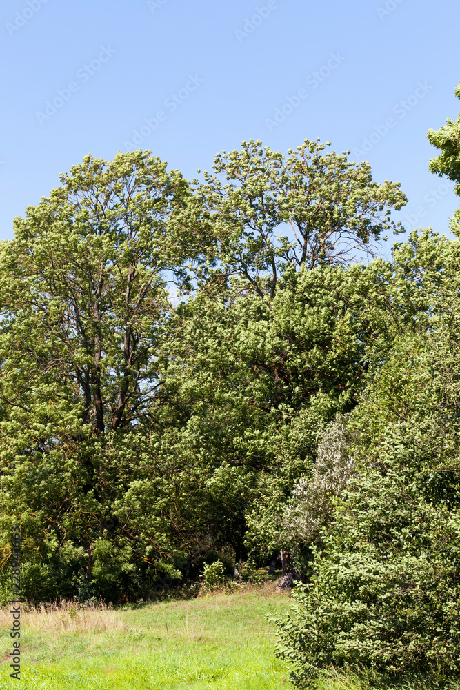 landscape summer