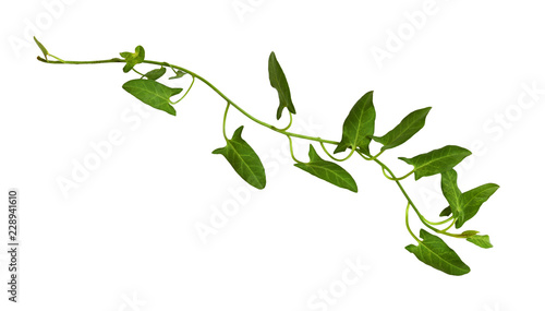 Sprig of fresh bindweed with green leaves