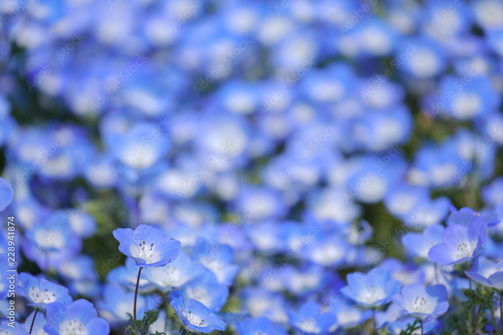 Closeup of the Nemophila Flowers or Baby Blue Eye Flowers at the Hitachi Seaside Park in Ibaraki, Japan. Closeup of the Nemophila Flowers or Baby Blue Eye Flowers at the Hitachi Seaside Park in Ibaraki, Japan.