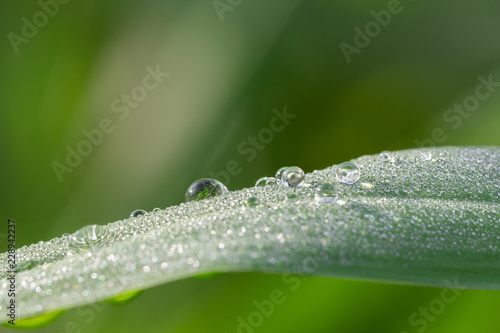 Water drops on leaf placed horizontally. In a drop of water reflecting grass