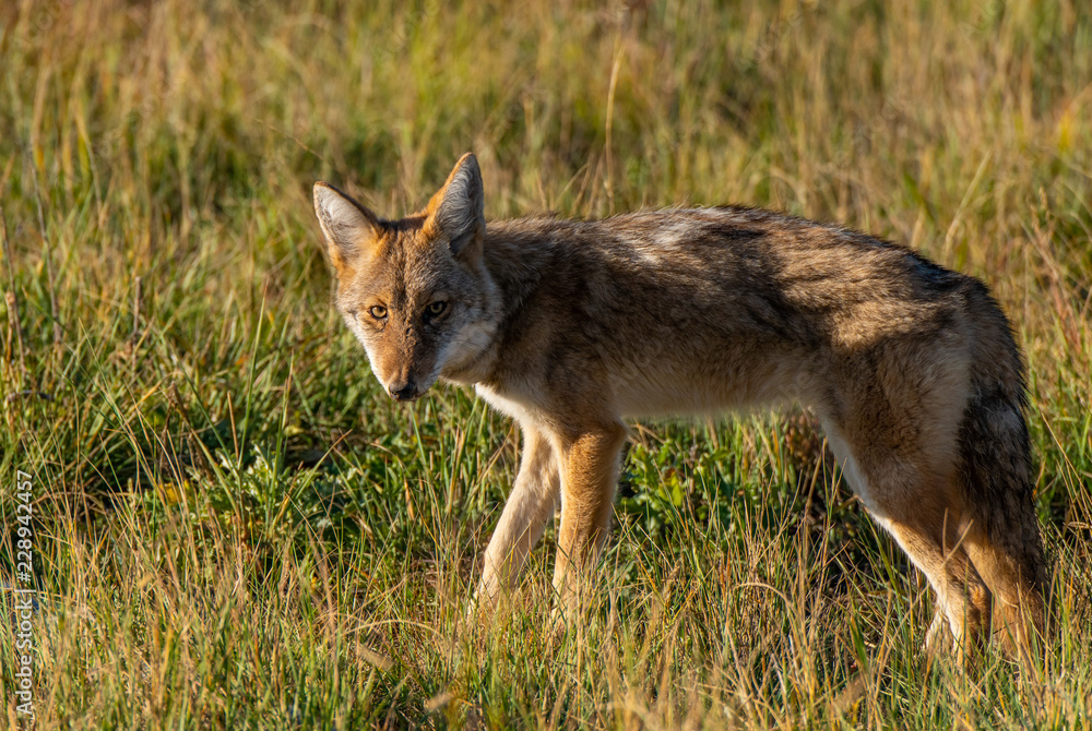 A Young Coyote in the Morning Sun A Young Coyote in the Morning Sun