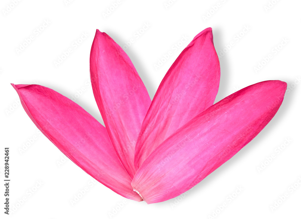 Red Lotus leaf isolated on white clipping path