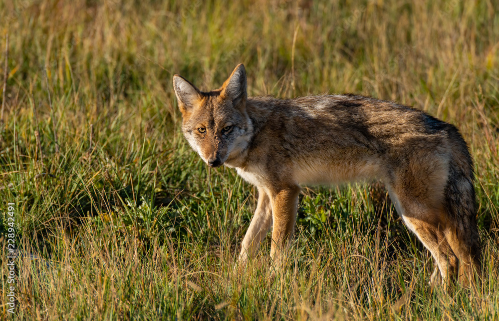 Fototapeta premium A Young Coyote in the Morning Sun