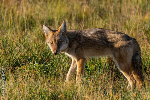 A Young Coyote in the Morning Sun