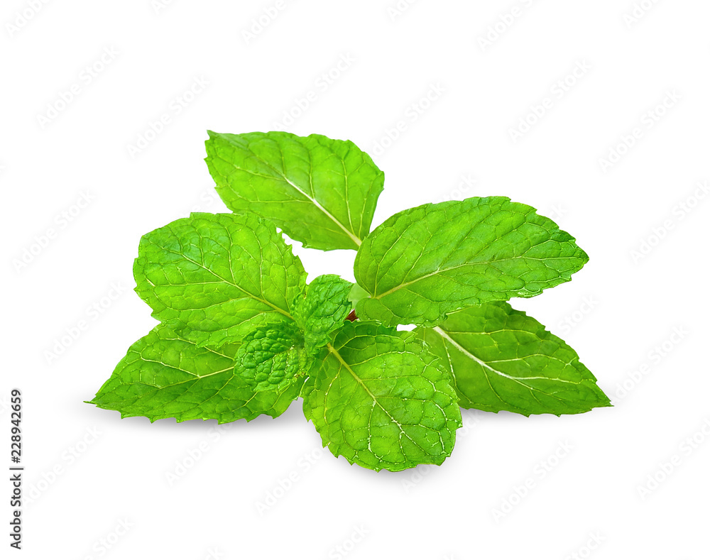 Mint isolated on white with clipping path Mint isolated on white with clipping path