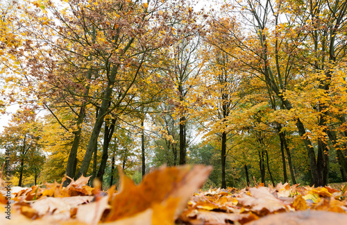 Autumn forest