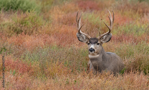 A Large Mule Deer Buck Resting on the Plains of Colorado