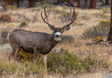 A Large Mule Deer Buck Searching for Food in the Mountains